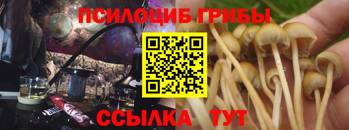 Галлюциногенные грибы Psilocybine cubensis  Вход с VPN  Калач-на-Дону 
